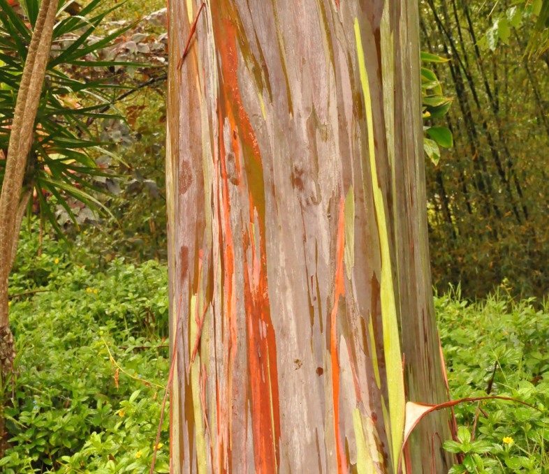 Regnbågseukalyptys är ett träd med regnbågsfärg